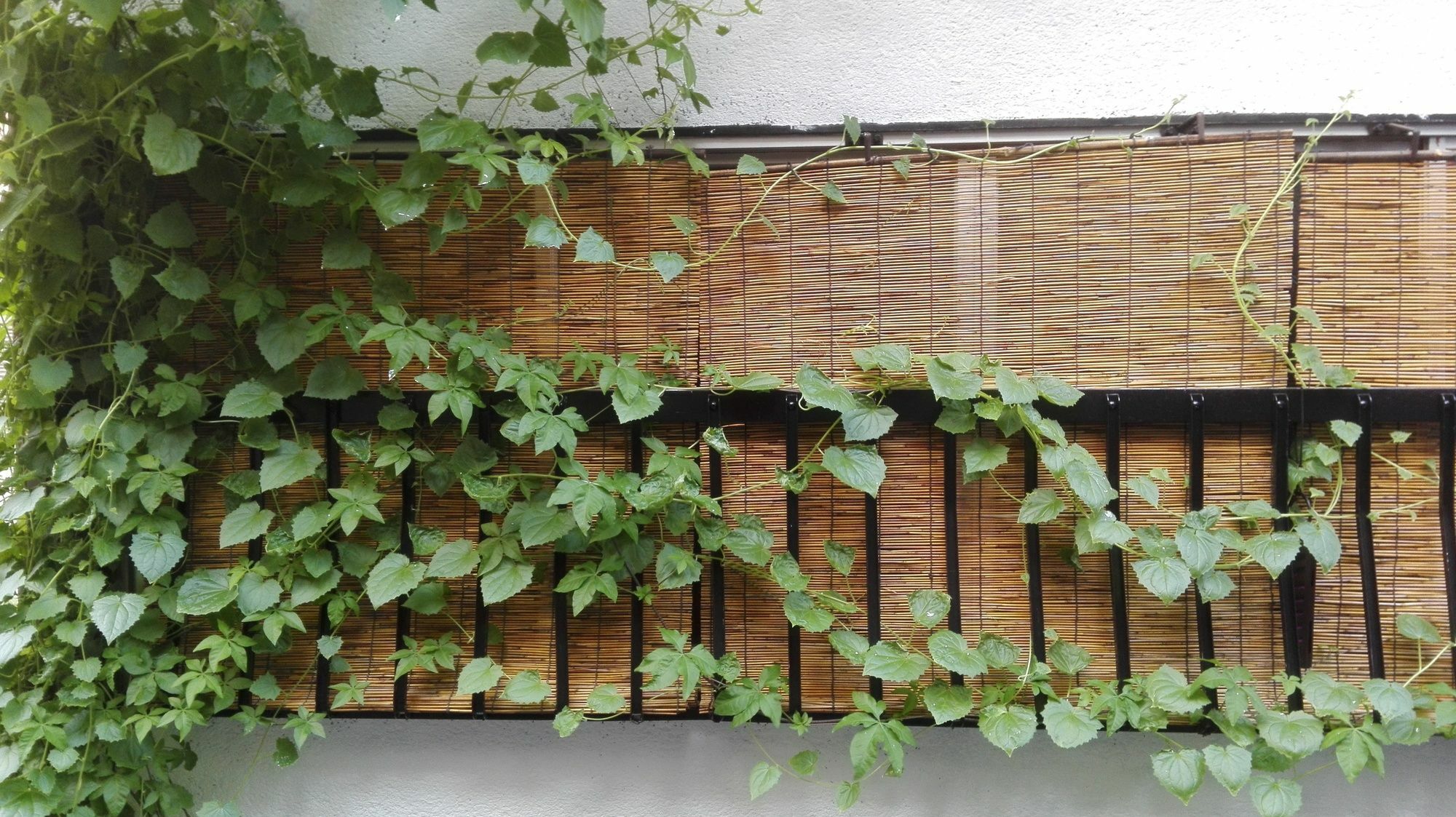 Serendipity At Kioto Exterior foto